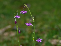 Arthropodium minus