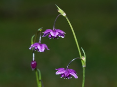 Arthropodium minus