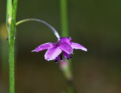 Arthropodium minus