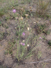 Centaurea scabiosa adpressa