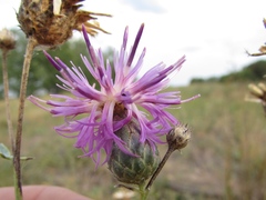 Centaurea scabiosa adpressa