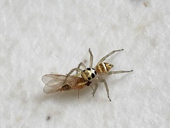 Phintella piatensis