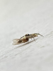 Phintella piatensis
