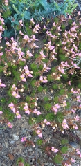 Stylidium bulbiferum