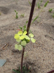 Erysimum canescens