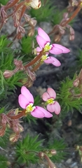 Stylidium bulbiferum