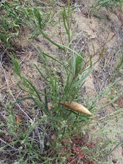 Vincetoxicum sibiricum