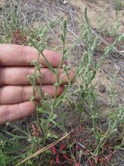Corispermum hyssopifolium