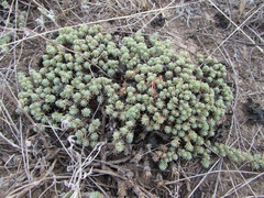 Camphorosma monspeliaca