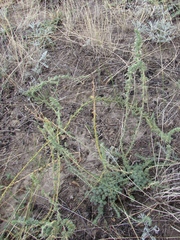 Camphorosma monspeliaca