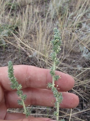 Camphorosma monspeliaca