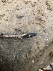 Ostracolethinae