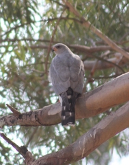 Accipiter ovampensis