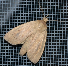 Globia oblonga