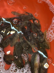 Odontobutis sinensis