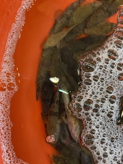 Odontobutis sinensis