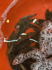 Odontobutis sinensis