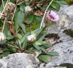 Erigeron glabratus