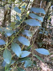 Diospyros australis