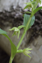 Epipactis persica