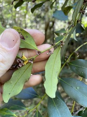 Diospyros australis