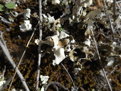 Cladonia convoluta