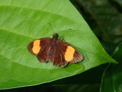 Koruthaialos rubecula