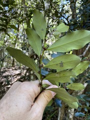 Diospyros australis