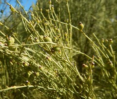 Choretrum glomeratum