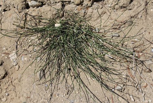 Representative image of Equisetum ramosissimum