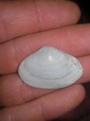 Mactrotoma antecedens