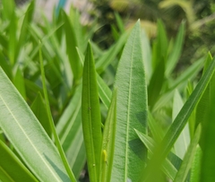 Daphnis nerii