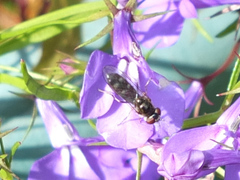 Platycheirus albimanus