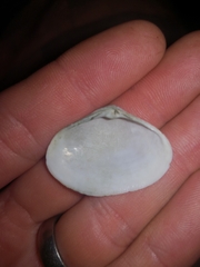 Mactrotoma antecedens