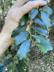 Diospyros australis