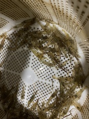 Macrobrachium nipponense