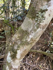 Diospyros australis