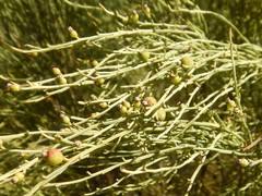 Choretrum glomeratum