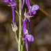 Linaria pelisseriana - Photo (c) ronigreer, algunos derechos reservados (CC BY-NC), uploaded by ronigreer