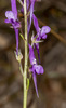 Jersey Toadflax - Photo (c) Ron Greer, some rights reserved (CC BY-NC), uploaded by Ron Greer