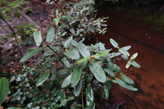 Eucryphia lucida