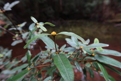 Eucryphia lucida
