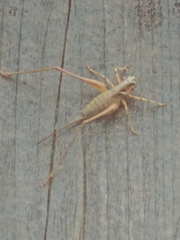 Antaxius spinibrachius