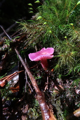 Hygrocybe cheelii