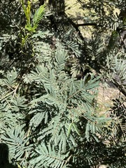 Acacia irrorata