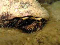 Dardanus lagopodes