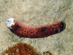 Holothuria edulis