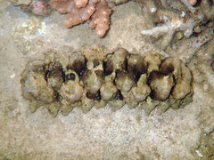 Stichopus