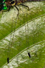 Nannophlebia eludens