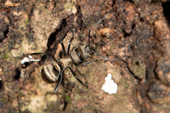 Polyrhachis cupreata